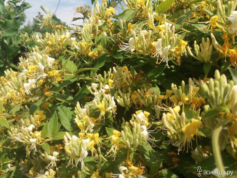 Lonicera caerulea (жимолость синяя, голубая)