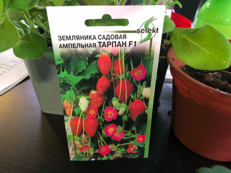 Ампельная клубника Тарпан