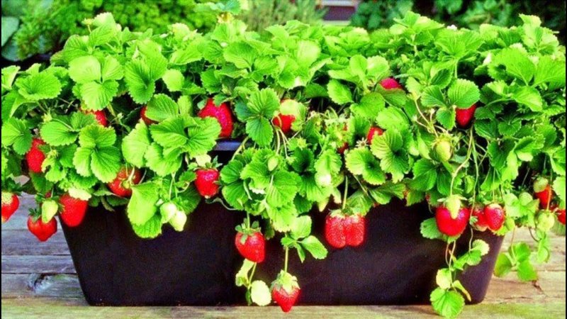 Сорт земляники ампельной с желтыми цветами