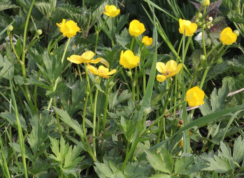 Лютик едкий Ranunculus repens