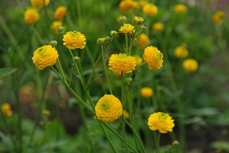 Лютик "Multiplex" (Ranunculus Acris)