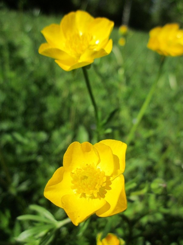 Ranunculus Acris Лютик едкий