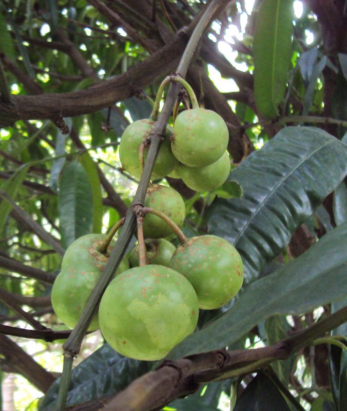 Garcinia xanthochymus
