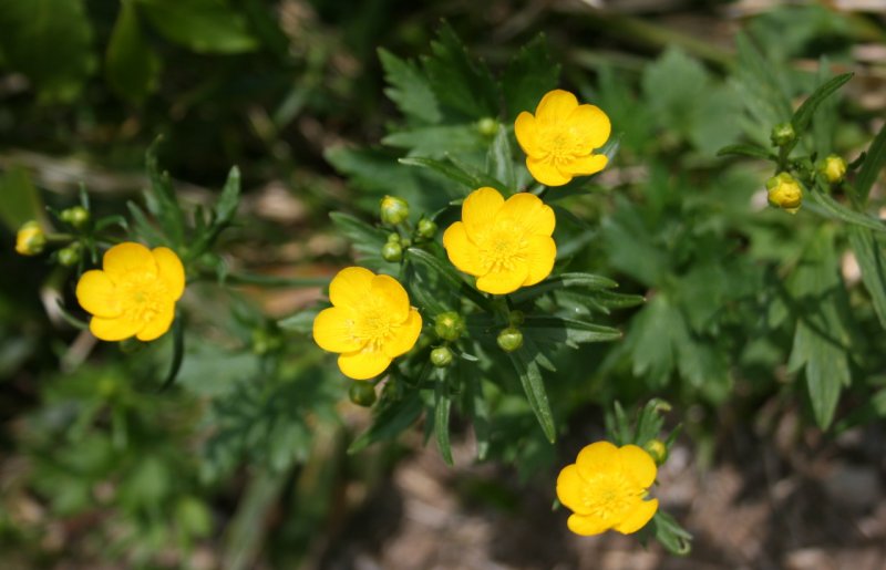 Ranunculus Acris
