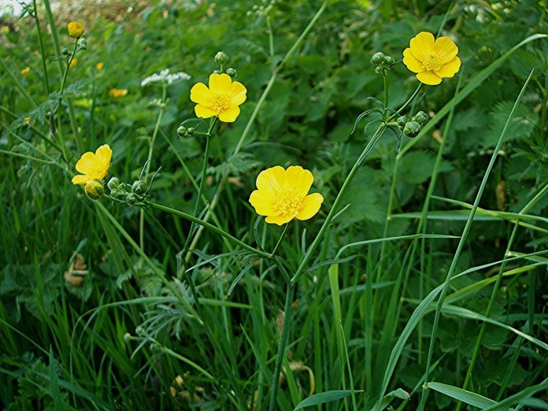 Лютик едкий (Ranúnculus Ácris