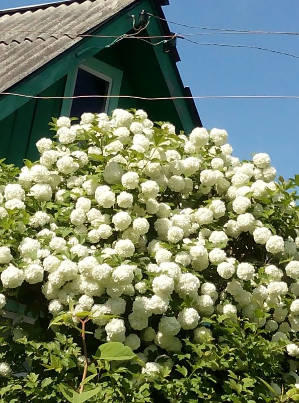Калина бульденеж розовая