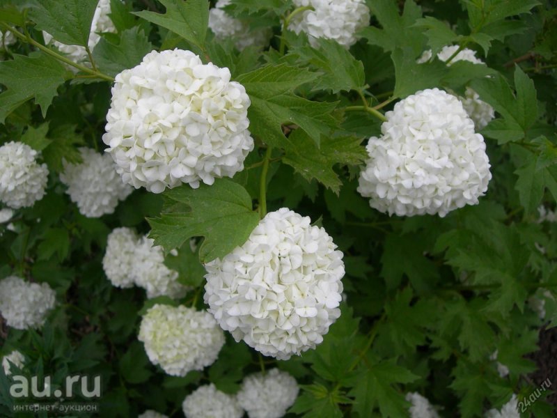 Калина бульденеж розовая