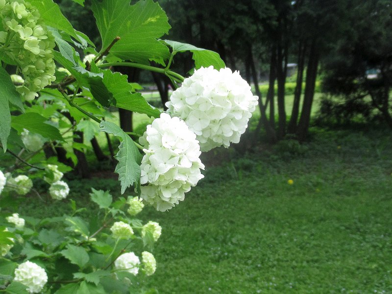 Калина бульденеж Розеум