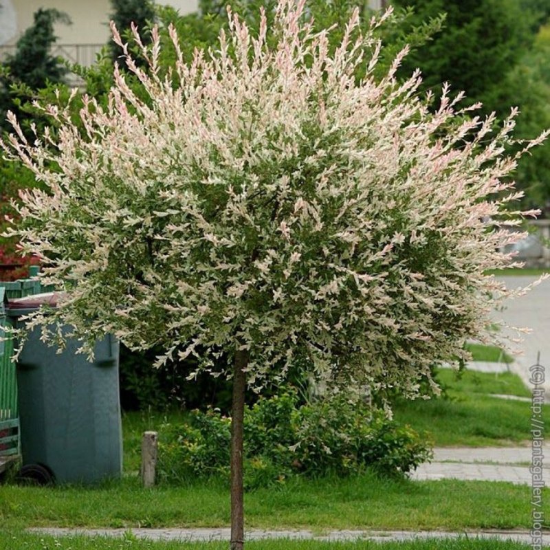 Ива цельнолистная Хакуро Никиши