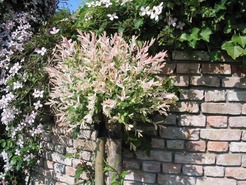 Ива # цельнолистная Salix Integra Hakuro-Nishiki Cut