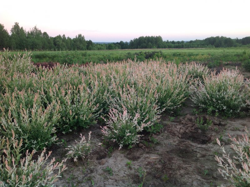 Ива цельнолистная (Salix Integra Hakuro-Nishiki p9)