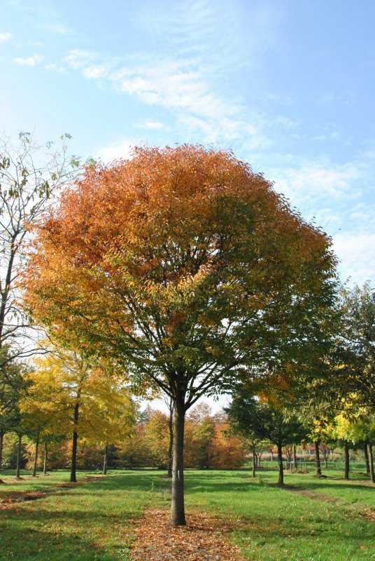 Zelkova – дзельква