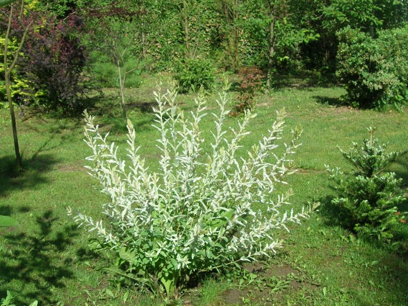 Ива японская Хакуро нишики