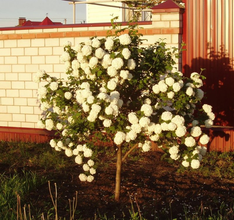 Кустарник Калина бульденеж