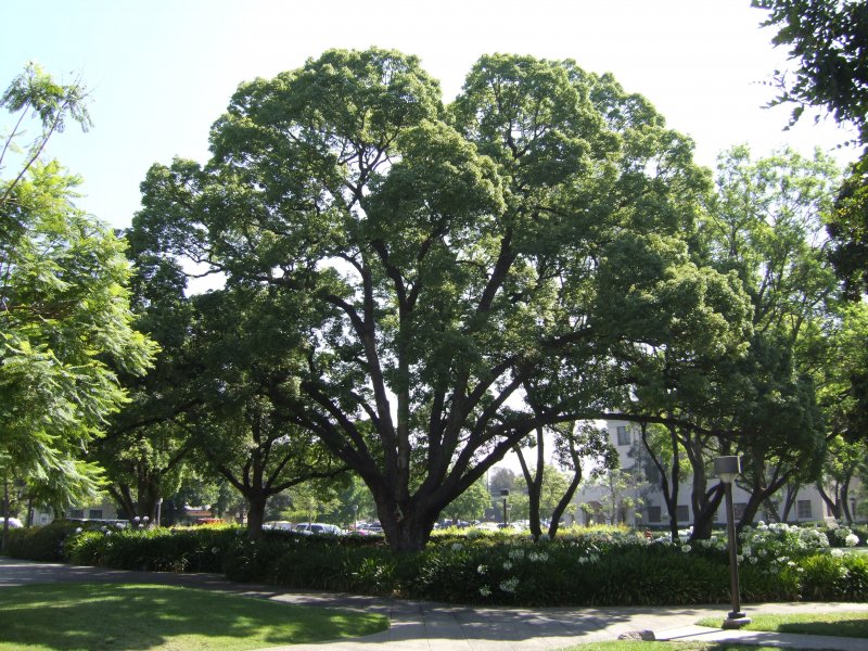 Дзельква (Zelkova carpinifolia)