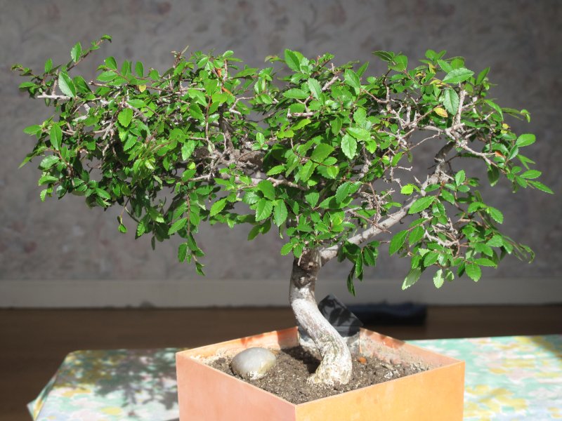 Zelkova бонсай