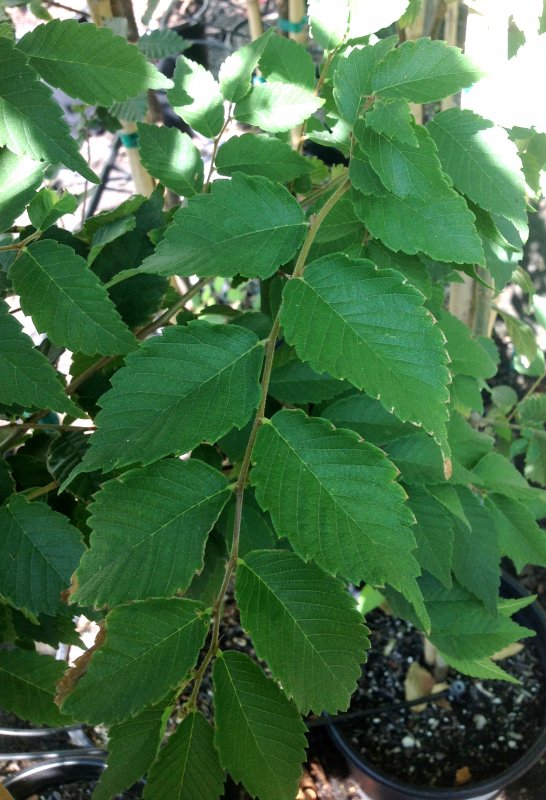 Zelkova schneideriana