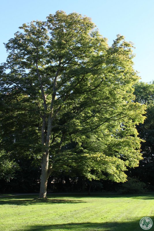 Zelkova – дзельква