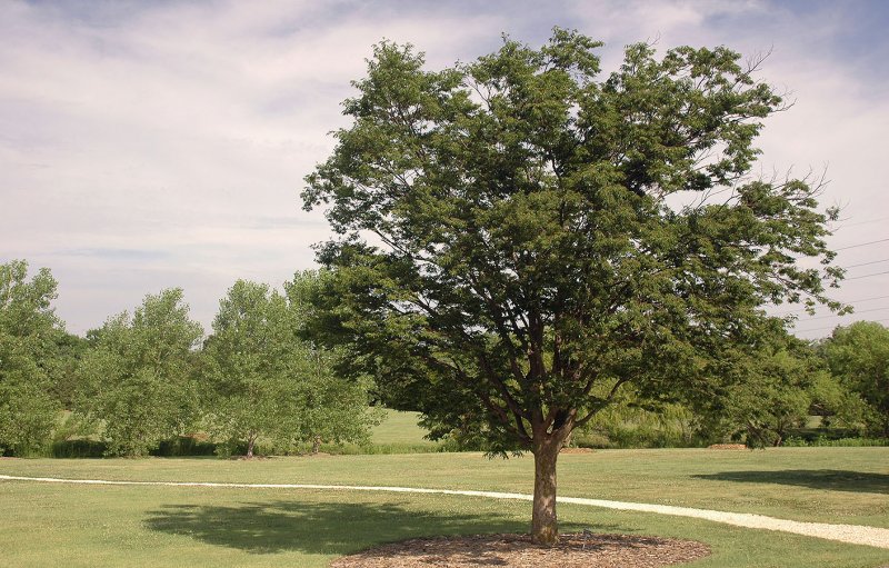 Zelkova carpinifolia