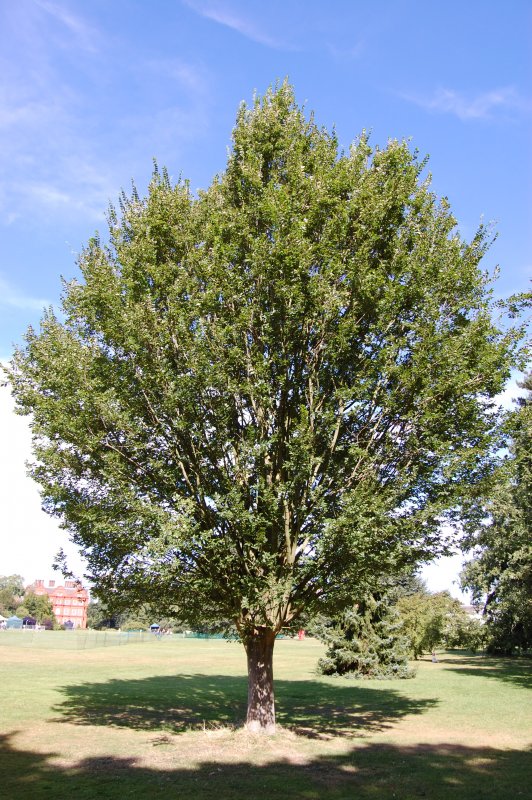 Дзельква (Zelkova carpinifolia)