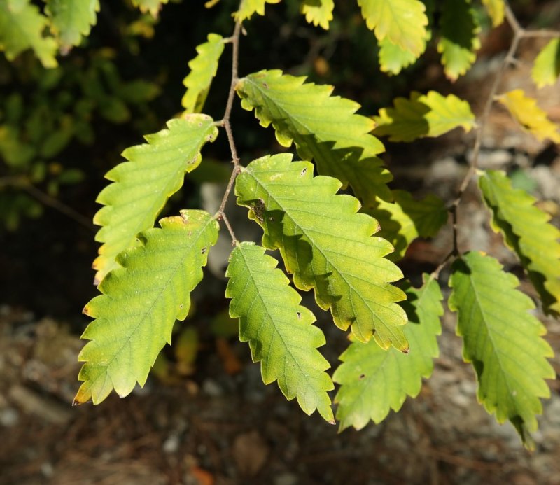 Zelkova бонсай