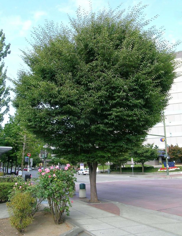 Дзельква (Zelkova carpinifolia)