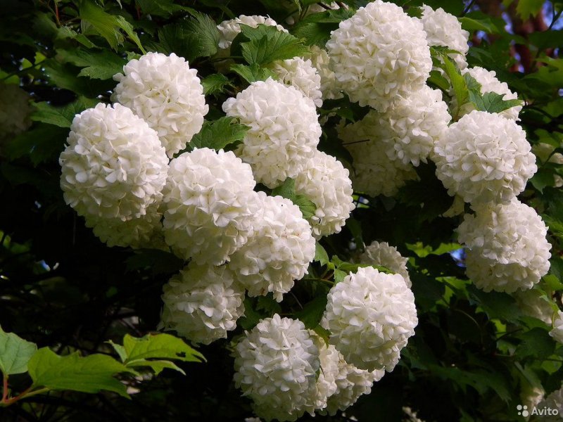 Калина бульденеж осенью