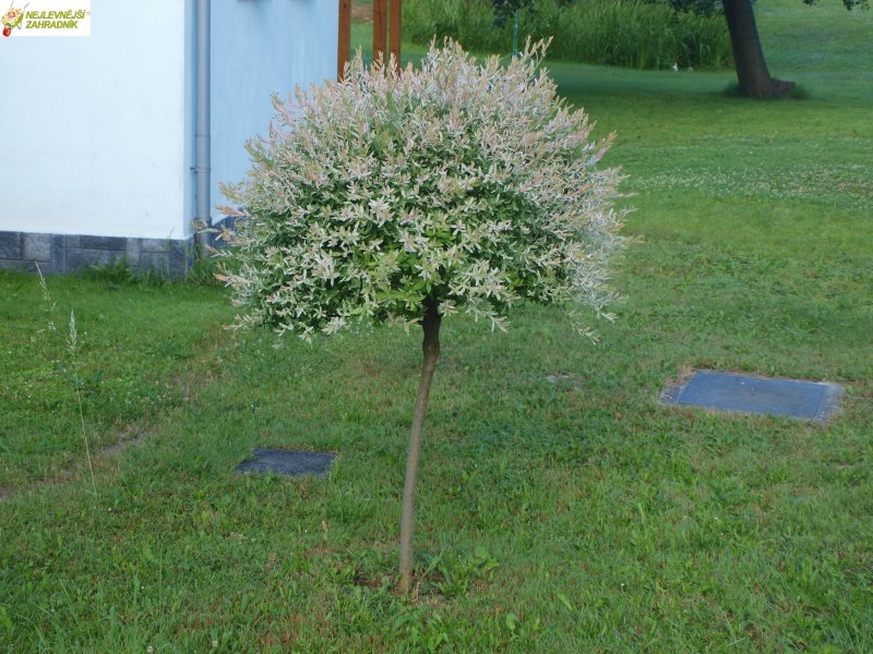 Ива Хакуро нишики