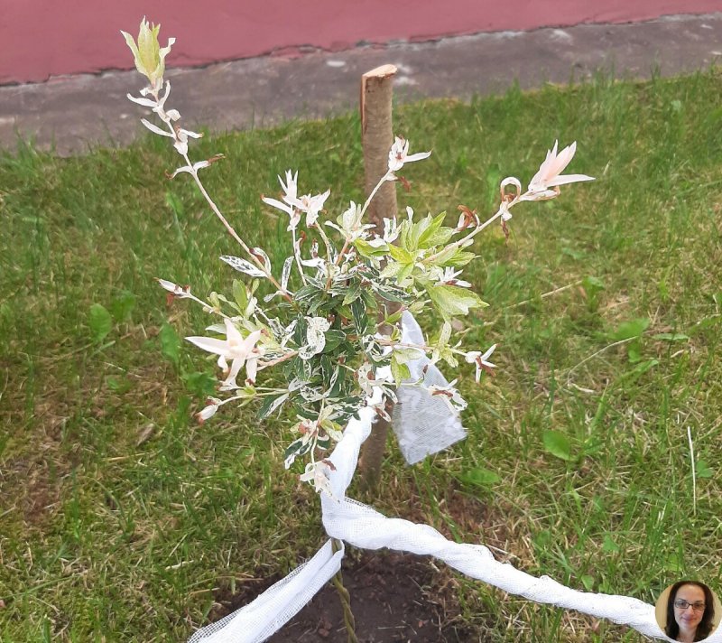 Японская Ива
