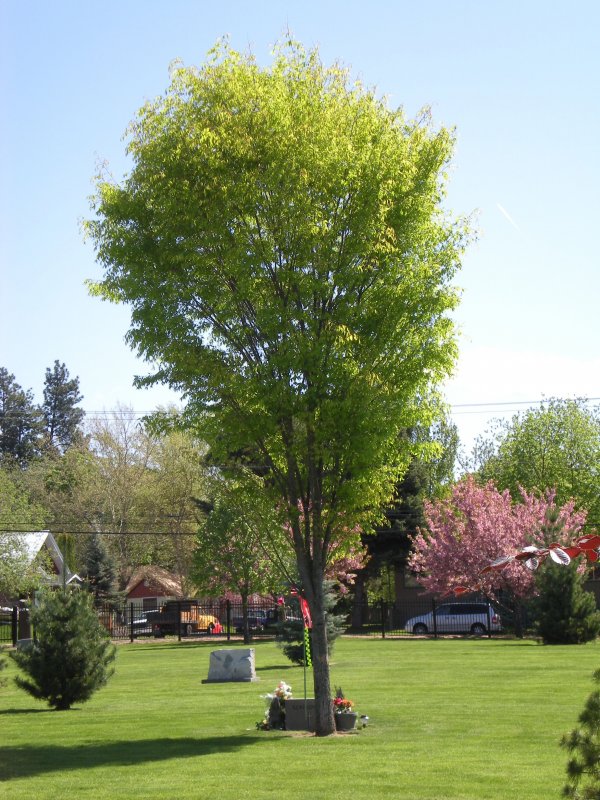Дзельква (Zelkova carpinifolia)