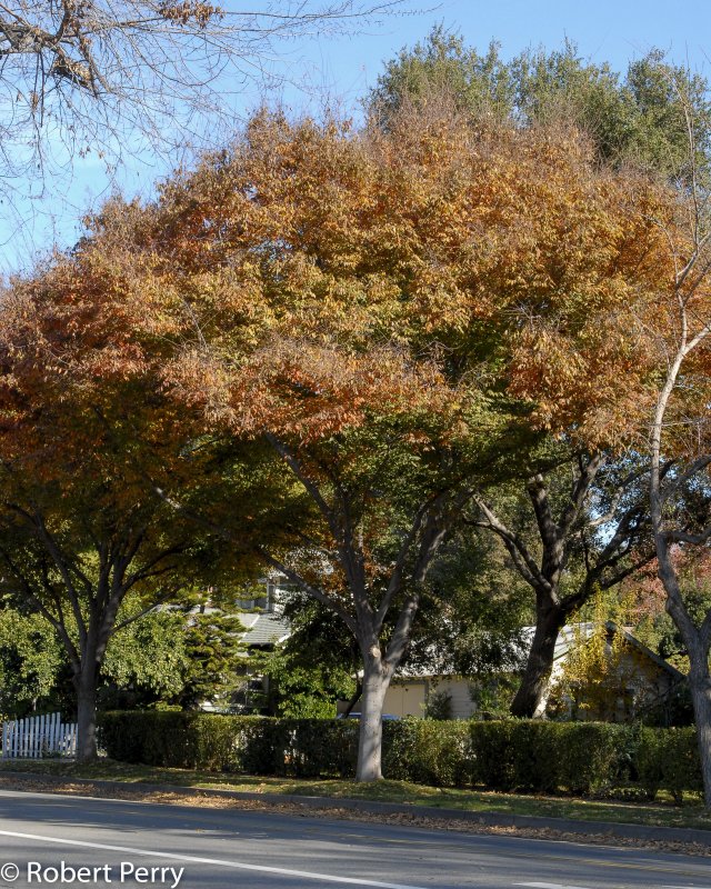 Дзельква японская(Zelkova serrata) цветки