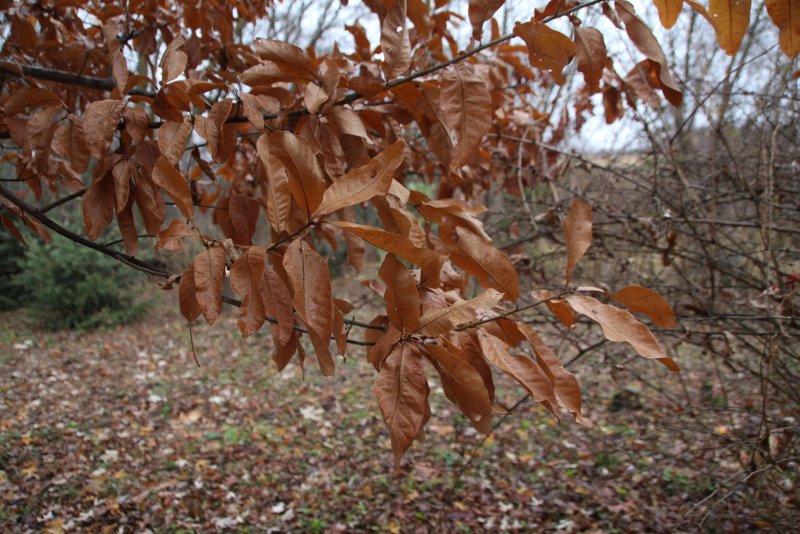 Quercus imbricaria