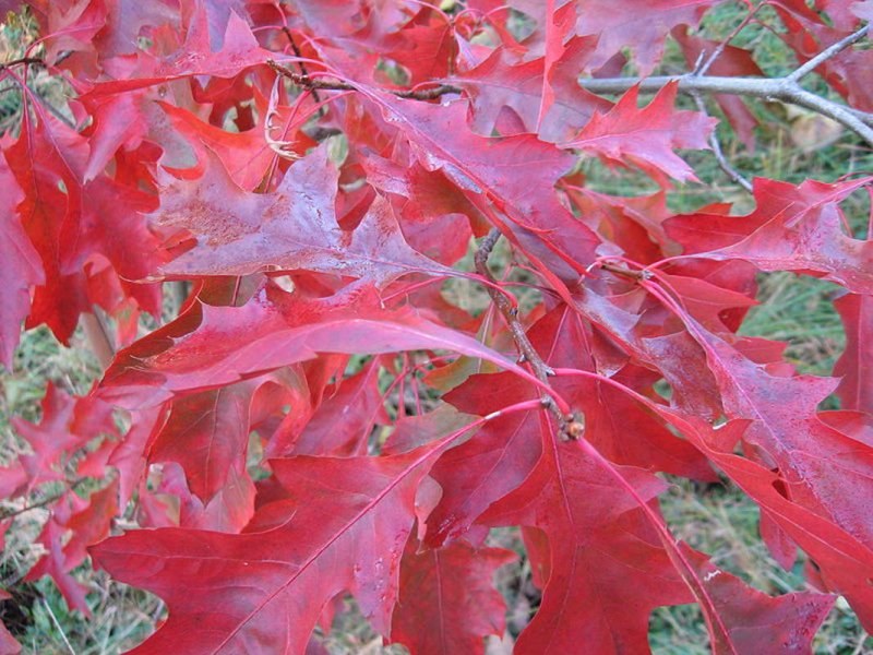 Дуб шарлаховый Quercus coccinea