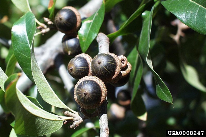 Дуб мирзинолистный Quercus myrsinaefolia