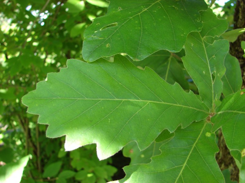 Дуб зубчатый (Quercus mongolicus)