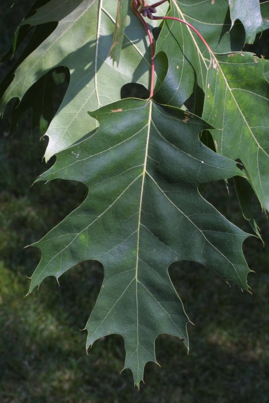 Дуб Quercus rubra