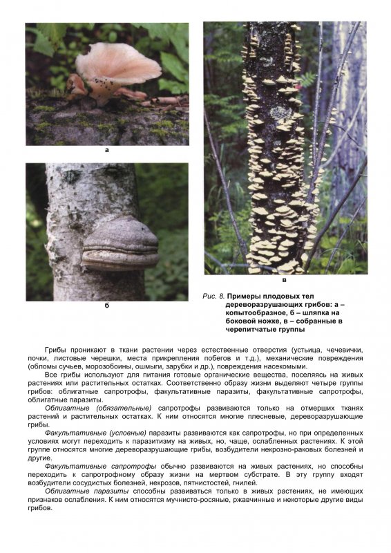 Дуб черешчатый (Quercus Robur)