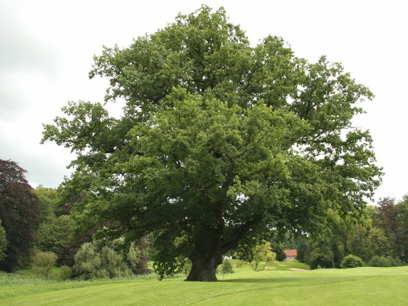 Дуб красный Quercus rubra