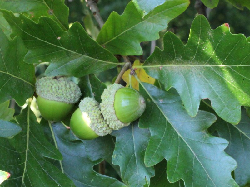 Quercus Alba – белый дуб