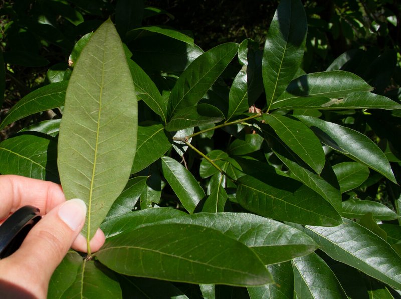 Дуб карликовый съедобный, скороплодный (Quercus prinoides)