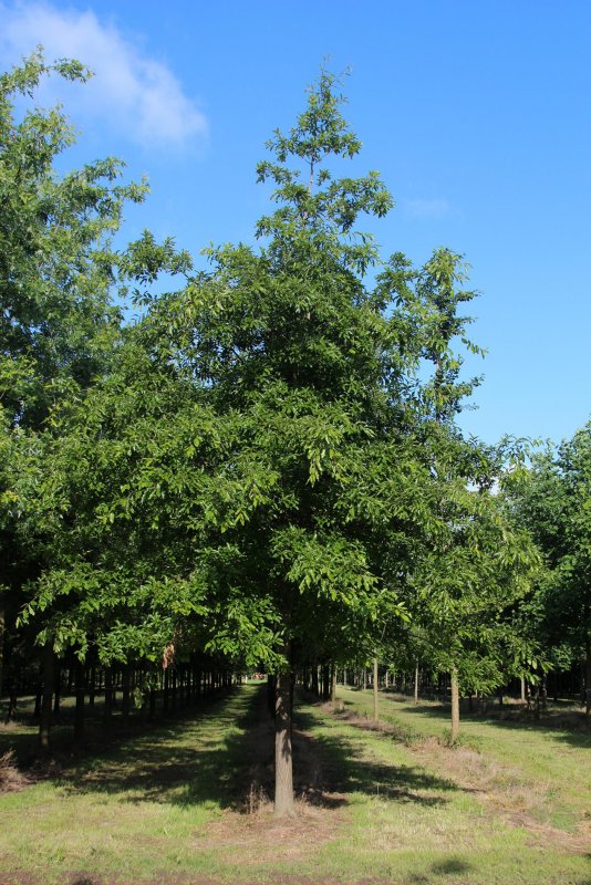 Quercus imbricaria