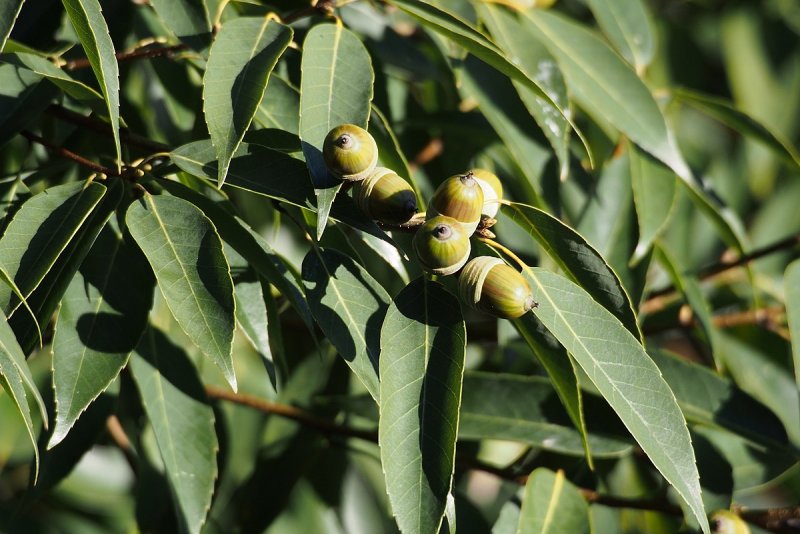 Quercus myrsinifolia