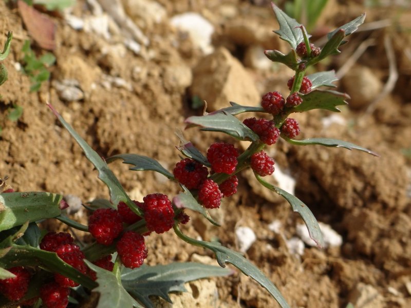 Chenopodium foliosum