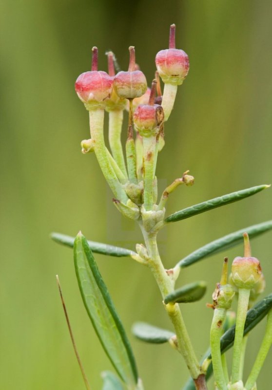 Chenopodium Acerifolium