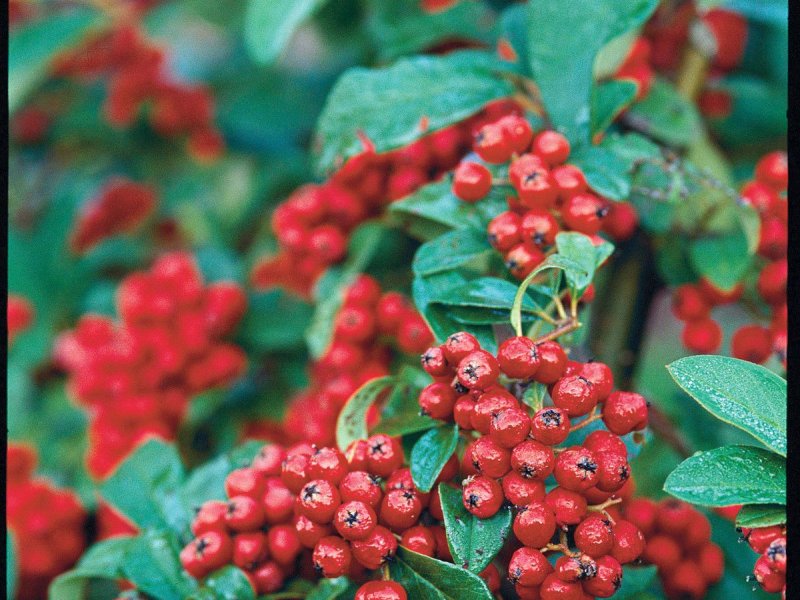 Redberry картинка
