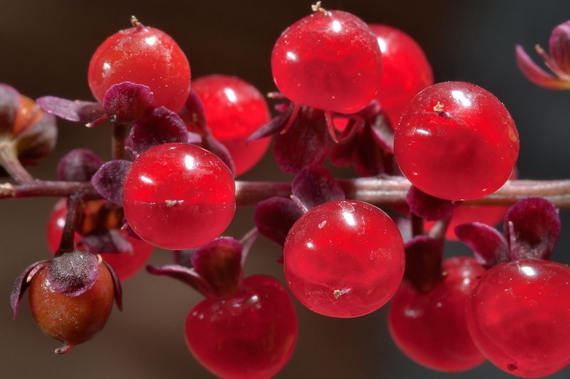 Шпинат Земляничный Chenopodium foliosum