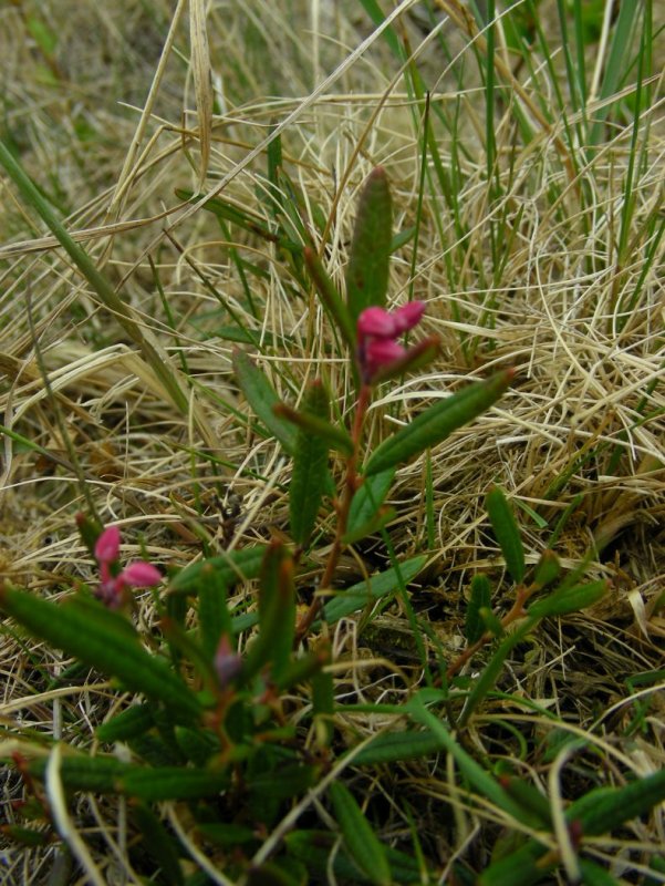 Salsola orientalis