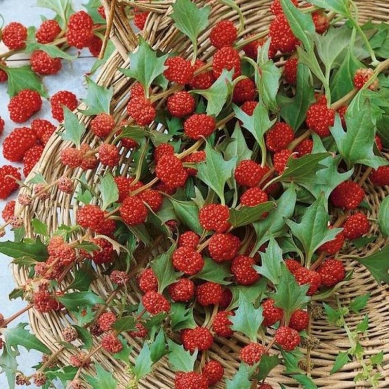 Пираканта низкорослая