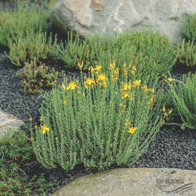Даисва Daiswa многолистная polyphylla