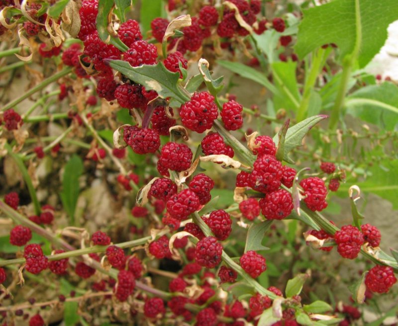 Шпинат Земляничный. (Шпинат малина) - Chenopodium foliosum